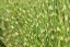MISCANTHUS SINENSIS STRICTUS