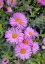 TURAN - ERIGERON GLAUCUS SEA BREEZE