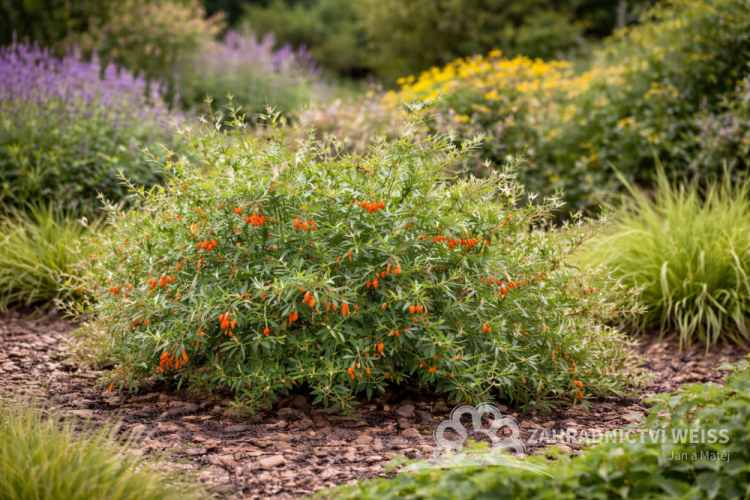 KUSTOVNICE ČÍNSKÁ - LYCIUM CHINENSE LITTLE GOJI