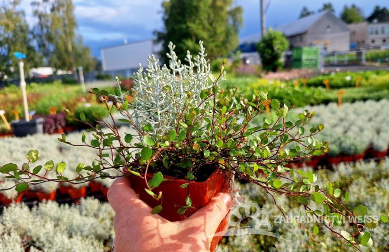 MIX - CALOCEPHALUS - OSTNATÝ DRÁT A MUEHLENBECKIA