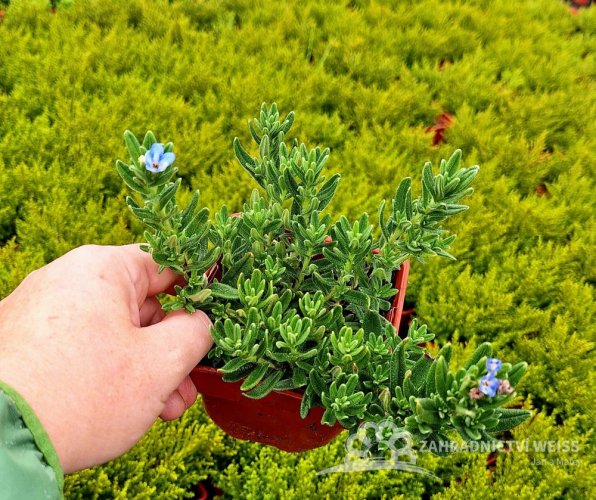 KAMEJKA - LITHODORA HEAVENTLY BLUE