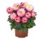 JIŘÍNA – DAHLIA HYPNOTICA TROPICAL BREESE