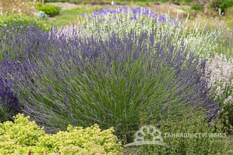 LEVANDULE PROSTŘEDNÁ - LAVANDULA PHENOMENAL