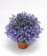 ZVONEK LŽIČKOLISTÝ - CAMPANULA SWINGING BELLS BLUE