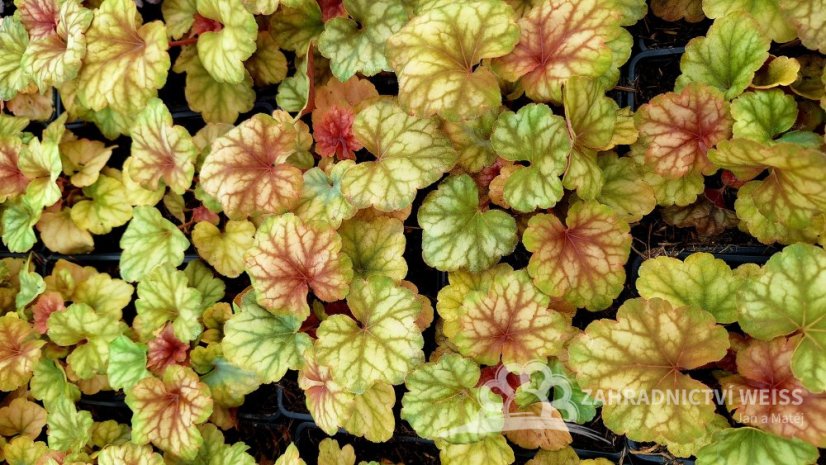 HEUCHERA CHAMPAGNE