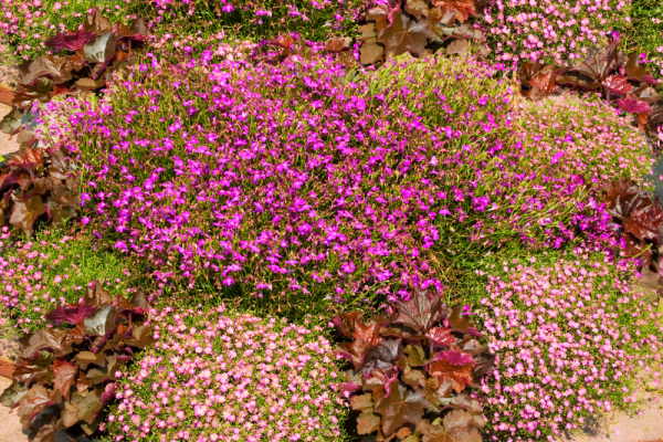 GYPSOPHILA MURALIS TEENY DEEP ROSE