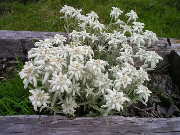 PROTĚŽ ALPSKÁ  - LEONTOPODIUM ALPINUM "MAY SNOW"