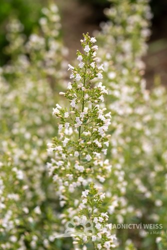 MARULKA LÉKAŘSKÁ – CALAMINTHA NEPETA - BÍLÁ