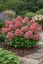 HORTENZIE LATNATÁ - HYDRANGEA PANICULATA  PETITE STAR