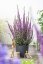 KYPREJ - LYTHRUM HYBR. LUMINARA LILAC