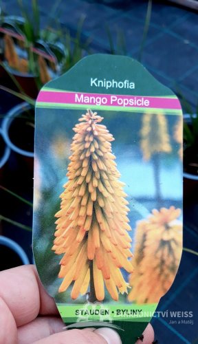 KLEOPATŘINA JEHLA - KNIPHOFIA "MANGO POPSICLE"