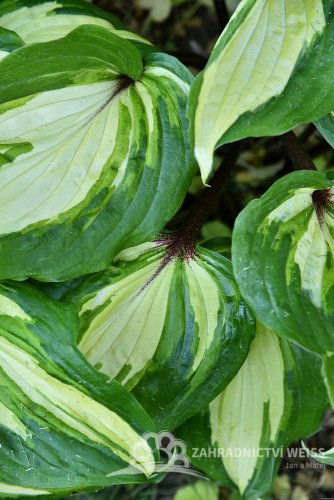 HOSTA HYBRIDA RASPBERRY SUNDAE
