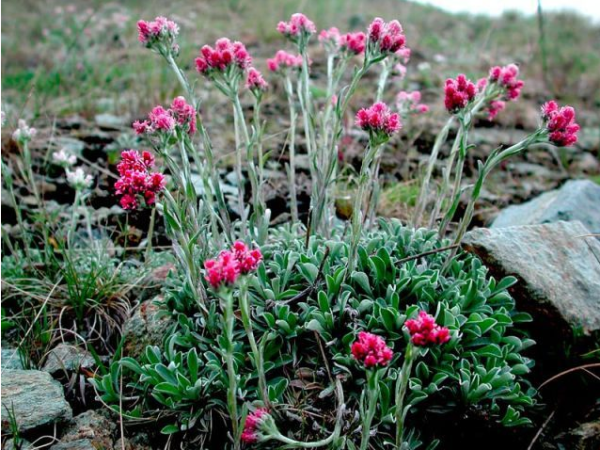 KOCIÁNEK - ANTENNARIA DIOICA ALEX DUGUID