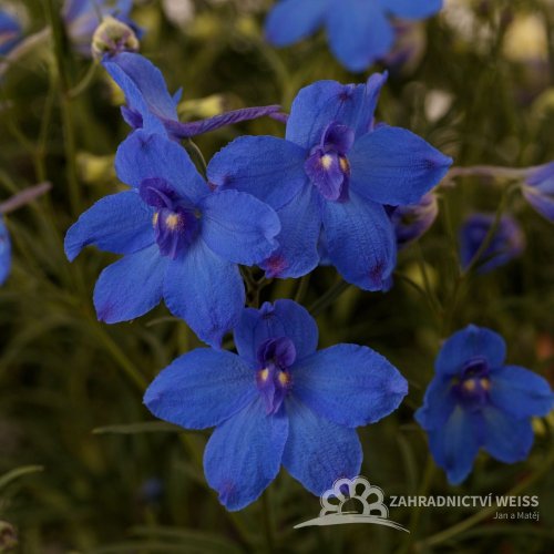 DELPHINIUM GRANDIFLORUM HUNKY DORY BLUE