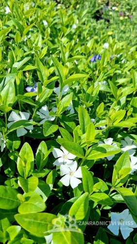 BARVÍNEK - VINCA MINOR ALBA