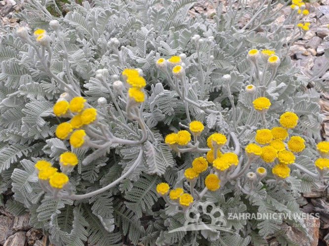 CHRYSANTHEMUM HARADJANII (TANACETUM)