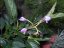 PEPINO GOLD - SOLANUM MURICATUM