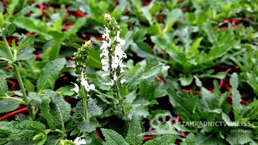ŠALVĚJ HAJNÍ - SALVIA NEMOROSA ADRIAN