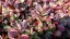 SEDUM SUNSPARKLER FIRECRACKER