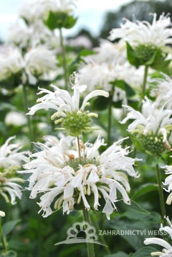MONARDA BEE BRIGHT