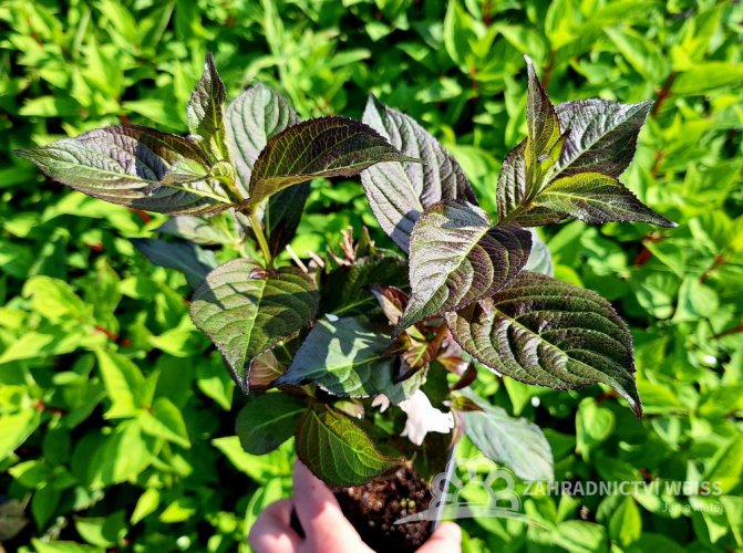 WEIGELA FLORIDA „BLACK AND WHITE“