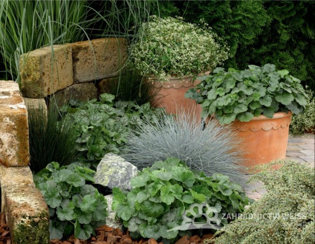 HEUCHERA CORAL FOREST