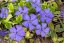 BARVÍNEK – VINCA MINOR VARIEGATA