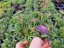 HLAVÁČ JAPONSKÝ - SCABIOSA JAPONICA RITZ BLUE