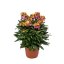 ERYSIMUM ERYSISTIBLE TRICOLOR