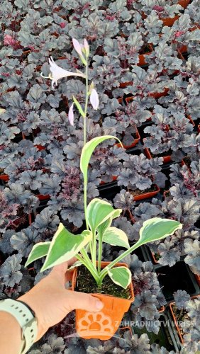 HOSTA HYBR. PATRIOT