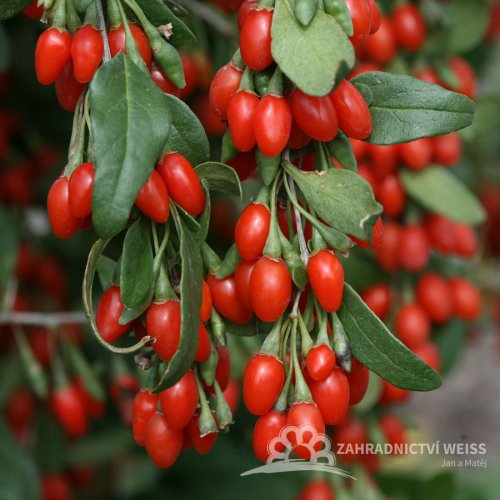 KUSTOVNICE ČÍNSKÁ -GOJI