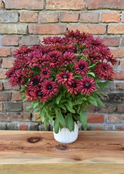 RUDBECKIA x HYBRIDA FLAMENCO TRUE RED ®