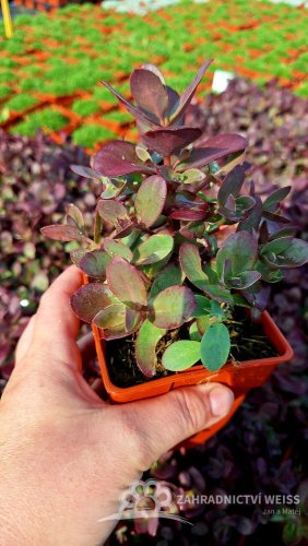 SEDUM SUNSPARKLER FIRECRACKER