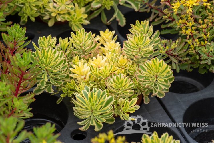 SEDUM KAMTSCHATICUM THE EDGE