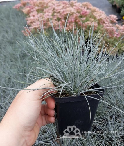 FESTUCA GLAUCA