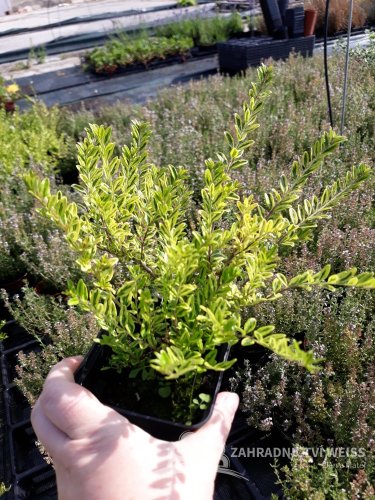 LONICERA NIT. 'LEMON BEAUTY'