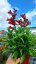 PENSTEMON HARWEGII PARTYBELS RED