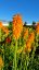 KLEOPATŘINA JEHLA - KNIPHOFIA "MANGO POPSICLE"