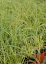 CAREX OSHIMENSIS EVERGOLD
