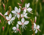 SVÍČKOVEC - GAURA LINDHEIMERI EMMELINE WHITE