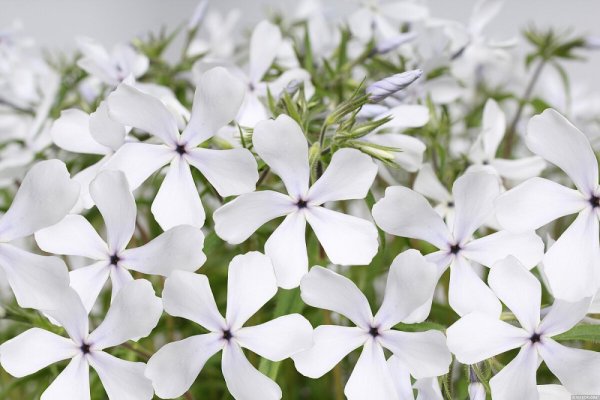 FLOX – PHLOX DIVARICATA WHITE PERFUME