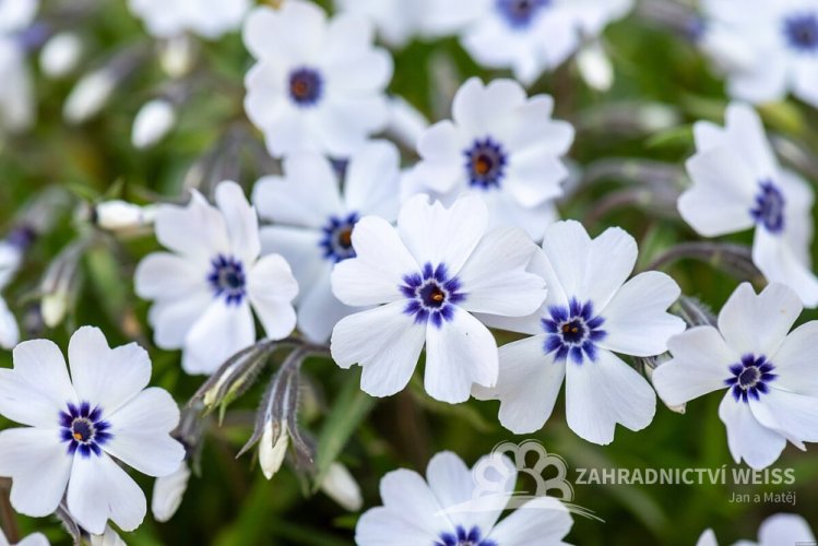 PHLOX SUBULATA BAVARIA