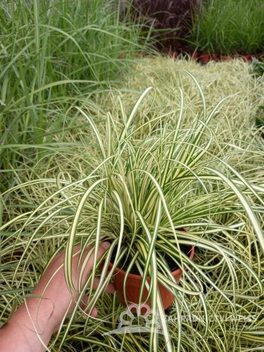 CAREX OSHIMENSIS EVERGOLD