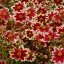 KRÁSNOOČKO - COREOPSIS – „RUBY FROST“
