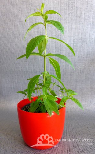 VERBENA CITRÓNOVÁ - LIPPIA CITRIODORA