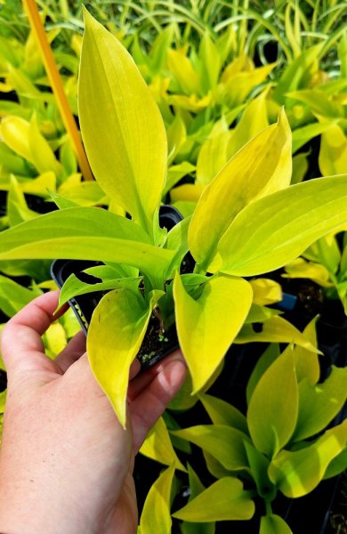HOSTA HYBRID. STAINED GLASS