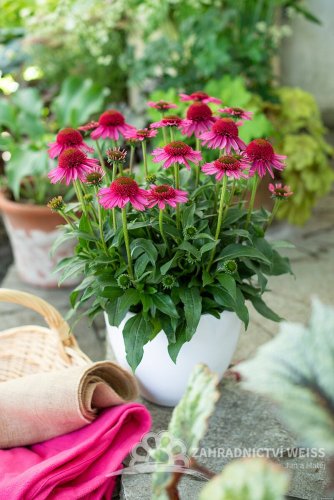 ECHINACEA PURPUREA DELICIOUS CANDY  ®