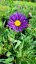 ASTRA - ASTER ALPINUS  - VIOLET