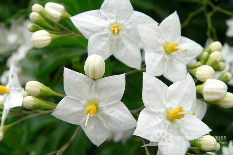 SOLANUM JASMINOIDES - LILEK JASMÍNOKVĚTÝ