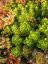 SEDUM SPURIUM ALBUM